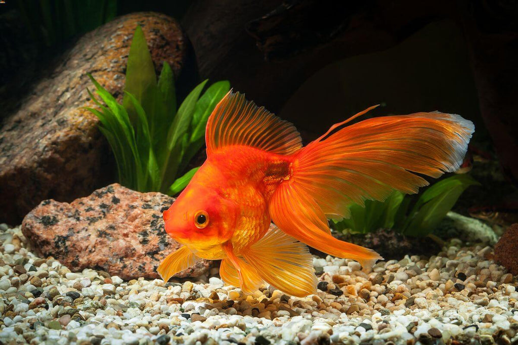 Goldfish Fantail small โ Sydney Aquascapes