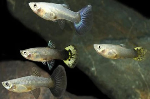 Assorted Female Guppy