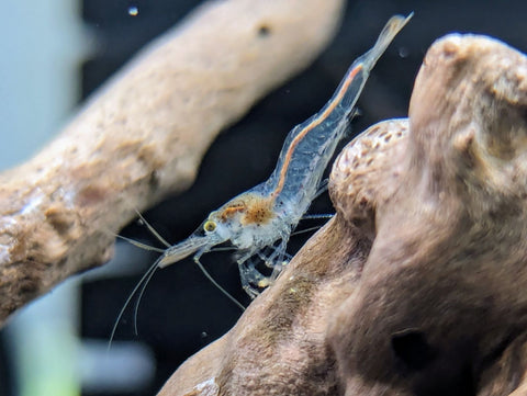 Native Glass Shrimp (Paratya)