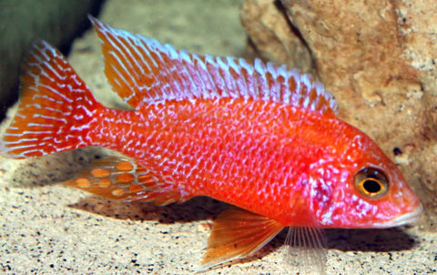 Strawberry Peacock Cichlid