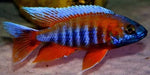 Jacobfreibergi Peacock Cichlid (Aulonocara jacobfreibergi)