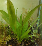 Large Amazon sword-Plants-Sydney Aquascapes