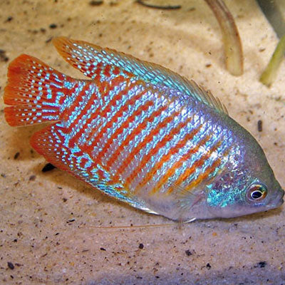 Neon Dwarf Gourami