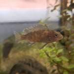 Golden Zebra Cichlid