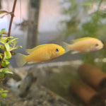 Zebra Yellow Cichlid