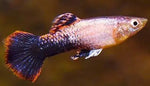 Pink Tuxedo Guppy (Male)