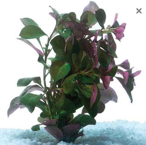 Ludwigia