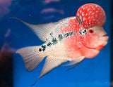 Super Red Dragon Flowerhorn Juvenile Cichlid