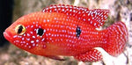 Red forest Jewels Cichlid