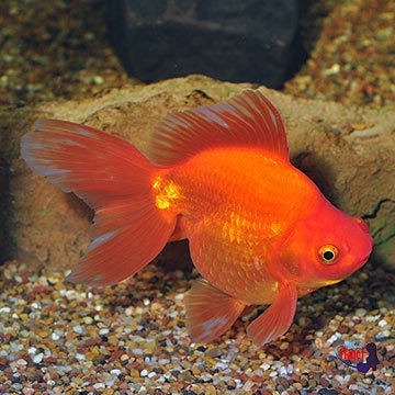 Goldfish- Ryukin