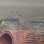 Long-Arm Native Glass Shrimp (Large)