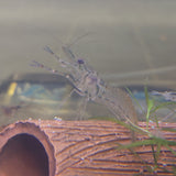 Long-Arm Native Glass Shrimp (Large)