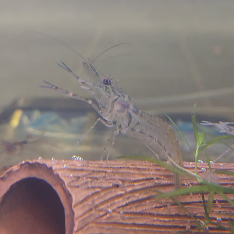 Long-Arm Native Glass Shrimp (Large)