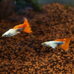 Santa Clause Dumbo Male Guppy