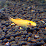 Gold Sucking Catfish