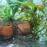 Long-Arm Native Shrimp (Large)