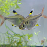 X ray Tetra