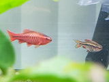 Cherry Barb
