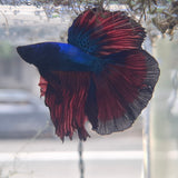 Assorted Half Moon Betta