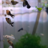 Assorted Baby Molly