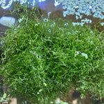 Riccia Fluitans