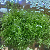 Riccia Fluitans