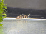 Yo Yo Loach