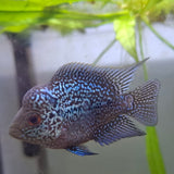 Super Red Dragon Kamfa Flowerhorn Cichlid (5-7cm)
