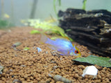Electric Blue Ram/ Neon Ram Cichlid