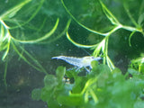 Snow Ball Shrimp (Neocaridina davidi)