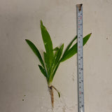 Echinodorus Amazonicus 'Amazon Sword'