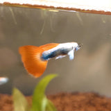 Santa Clause Dumbo Male Guppy