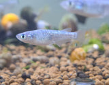 Japanese Rice Fish (Red/Blue Stardust Medakas)