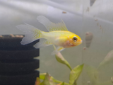 Golden Ram Cichlid