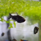 Black Emperor Tetra