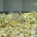 Baby Convict Cichlid