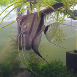 Assorted Angelfish Large