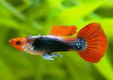 Koi Tuxedo Guppy