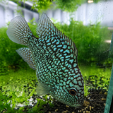 Blue Texas Cichlid XL (13-15cm)
