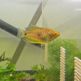 Golden Gourami