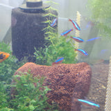 Cardinal Tetra