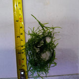 Java Moss