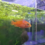 Strawberry Peacock Cichlid