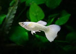 White Luminous Guppy