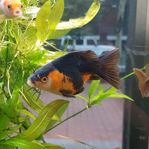 Tri Colour Veiltail Goldfish 7cm