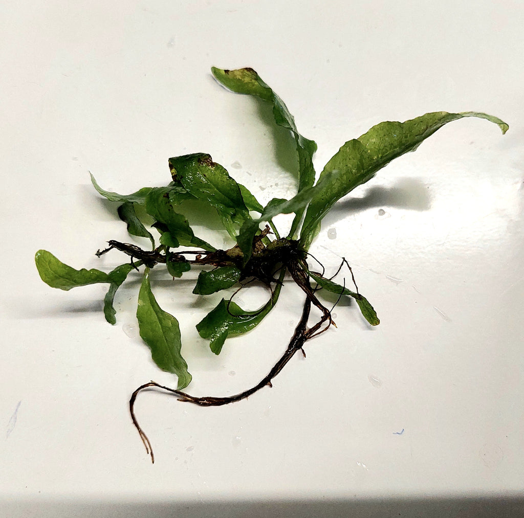 Small Assorted Java Fern – Sydney Aquascapes