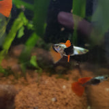 Platinum Red-tail Guppy