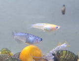 Japanese Rice Fish (Red/Blue Stardust Medakas)