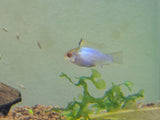 Electric Blue Ram/ Neon Ram Cichlid