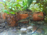 Long-Arm Native Shrimp (Large)